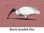 Black-headed Ibis