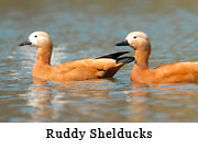 Ruddy Shelducks