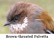 Brown-throated Fulvetta
