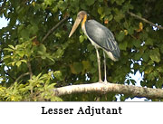 Lesser Adjutant