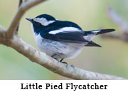 Little Pied Flycatcher