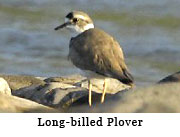 Long-billed Plover