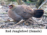 Red Junglefowl (female)