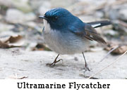 Ultramarine Flycatcher