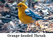 Orange-headed Thrush