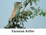 Eurasian Roller