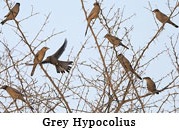 Grey Hypocolius