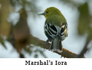 Marshal's Iora