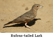 Rufous-tailed Lark