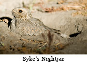 Syke's Nightjar