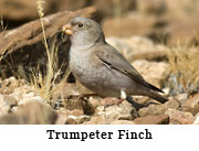 Trumpeter Finch