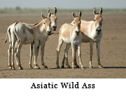 Asiatic Wild Ass