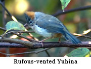 Rufous-vented Yuhina