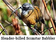 Slender-billed Scimitar Babbler