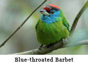 Blue-throated Barbet