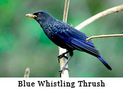 Blue Whistling Thrush