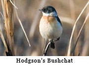 Hodgson's Bushchat