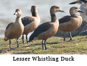 Lesser Whistling Duck