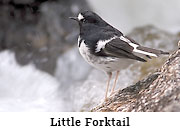Little Forktail