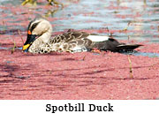 Spotbill Duck