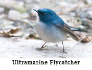 Ultramarine Flycatcher