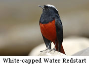 White-capped Water Redstart