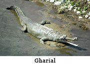 Gharial