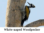 White-naped Woodpecker