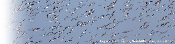 Birding in India - Lesser Flamingoes, Sambhar Lake, Rajasthan
